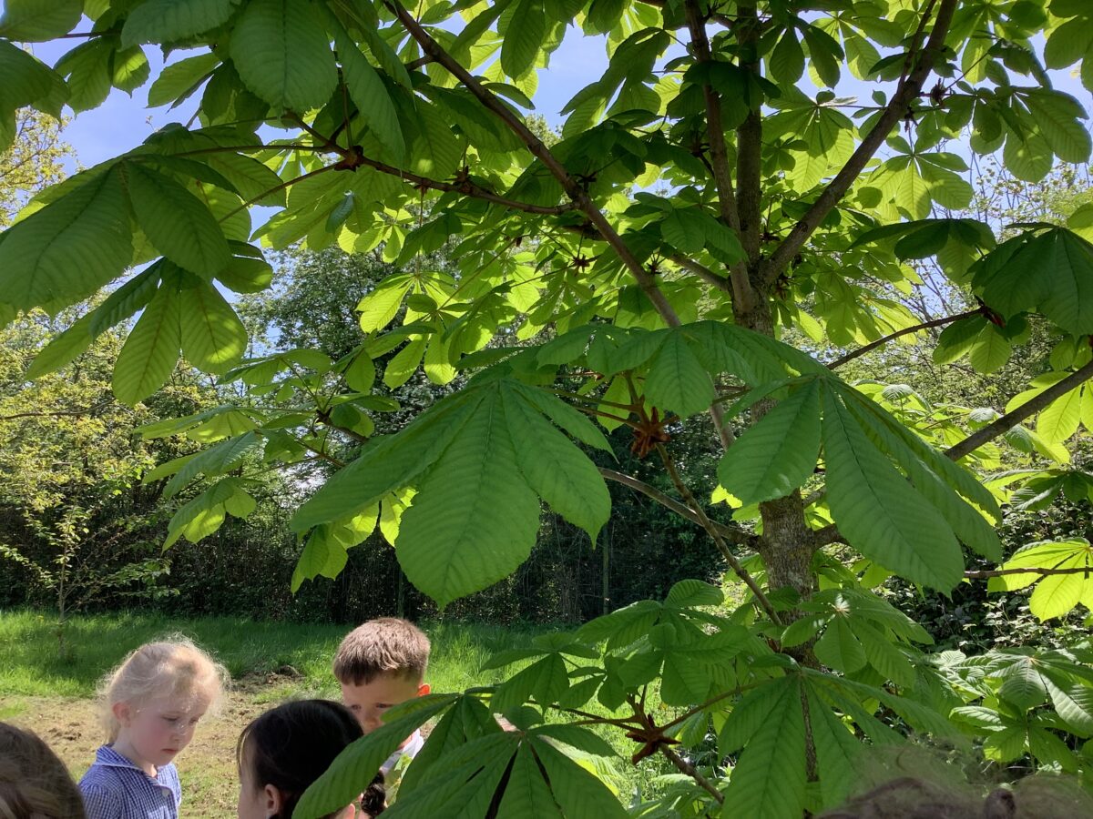 Science-Plants and Trees - Scholes (Elmet) Primary School, Leeds